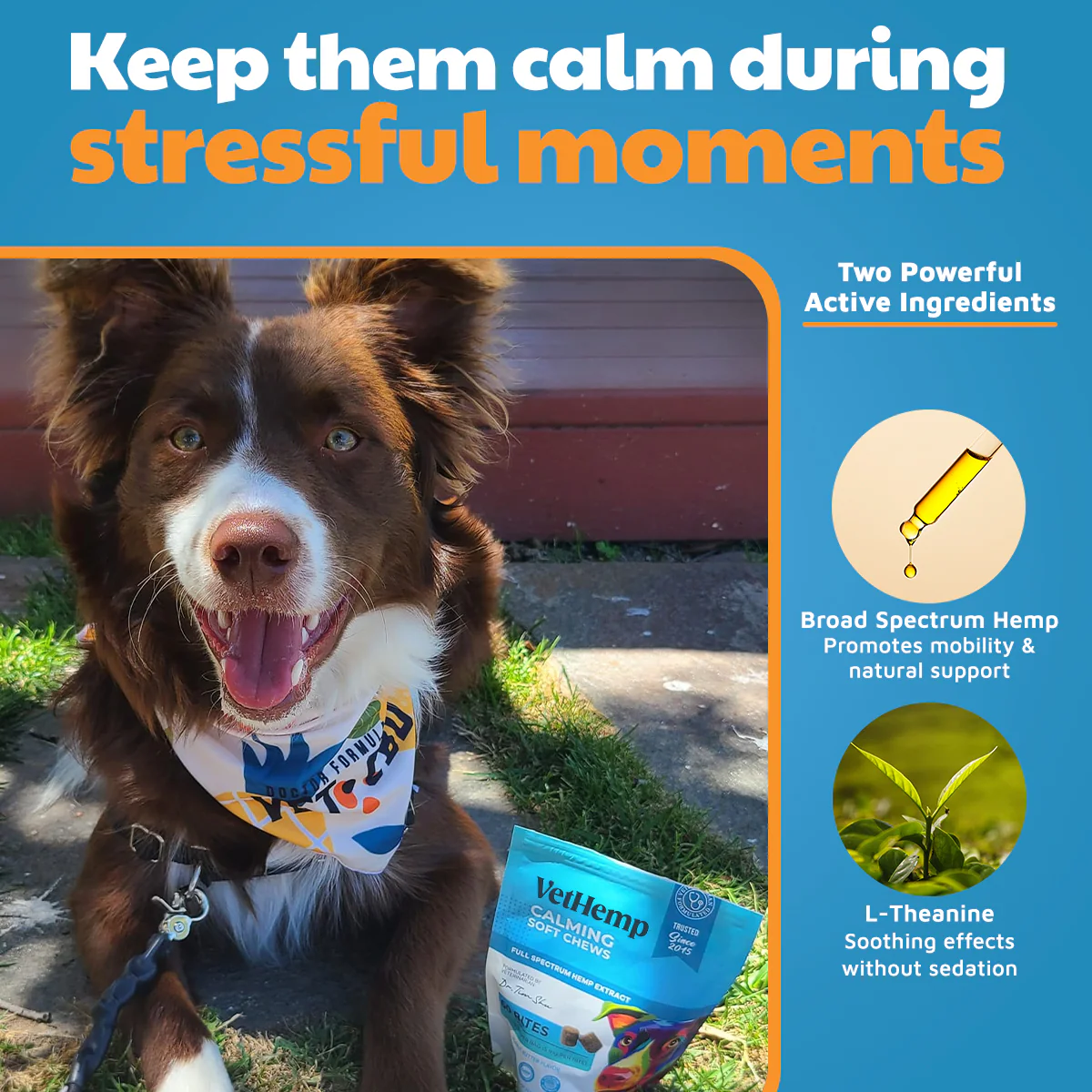 VetHemp Calming Chews for Dogs - Image 4