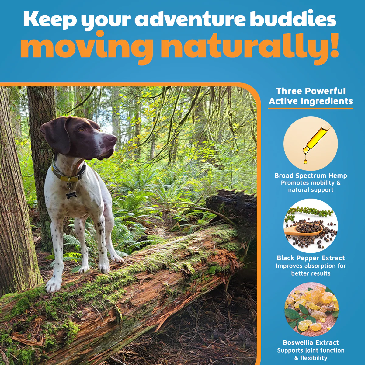 VetHemp Mobility Chews for Dogs - Image 4